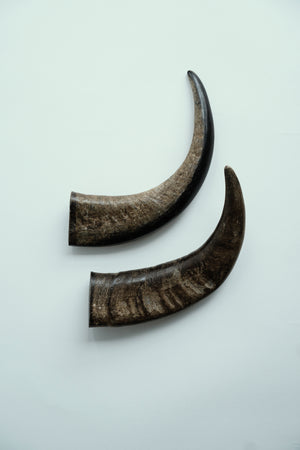 Buffalo Horn Tips 12", Abbeyhorn - The Signet Store